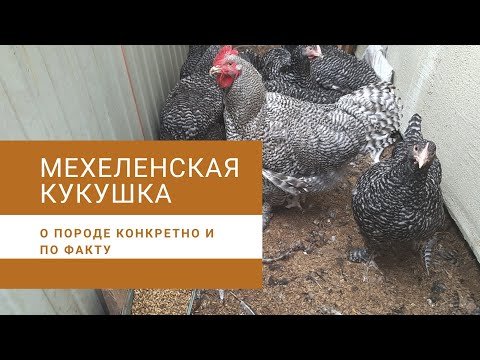 , title : 'МЕХЕЛЕНСКАЯ КУКУШКА о породе конкретно и по факту'