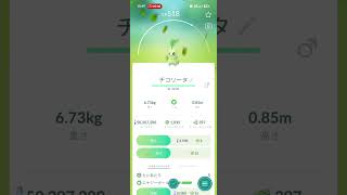 ２６年度　毎日貰える御三家のみ孵化する✨１㌔青たまごを１年間わり続けたら色違い&１００％がどれだけ産まれるかを検証実験（チコリータ）：１６０個目：累計②③⑦個　　　　　　　　　　　　撮影日（６／9）