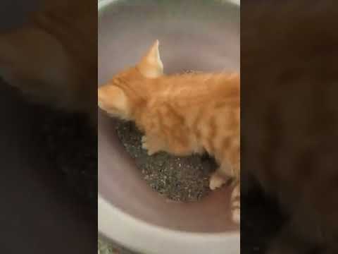 Why my Kittens eat Litter..? 🤪🤔