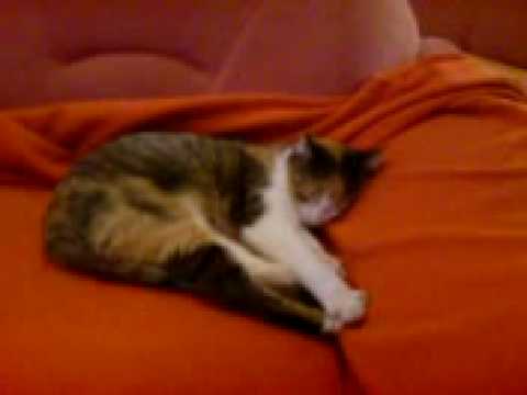 Loona die Müde Baby Katze