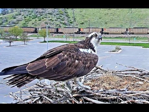 Iris catches her own fish,  again 2019 05 04 03 02 09 820