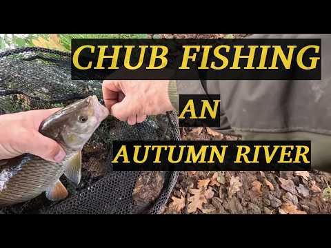 CHUB FISHING an Autumn River