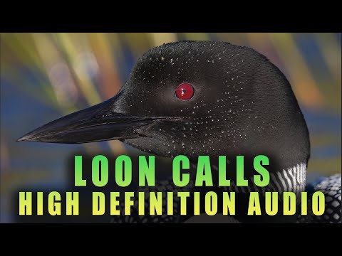Common Loon Calls in High-Definition Audio - Part 1 - Best Loon Call Sounds on YouTube!