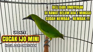 Download lagu TREATMENT OF CUCAK IJO MINI FAST TAME & HARD SOUND !!! 🐦 mp3 Download lagu TREATMENT OF CUCAK IJO MINI FAST TAME & HARD SOUND !!! 🐦 mp3