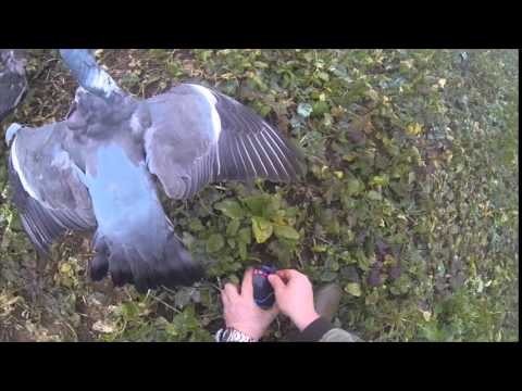 download lagu mp3 mp4 Pigeon Bouncer Pole, download lagu Pigeon Bouncer Pole gratis, unduh video klip Pigeon Bouncer Pole