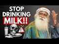 IMPORTANT WHY DRINKING MILK IS BAD FOR YOU SADHGURU