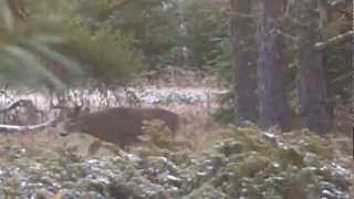 "Rattling in a Big Canadian Buck"