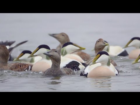 Haahkojen ruokailua ja soidinmenoja –  Feeding and courtship moments of the Common eiders