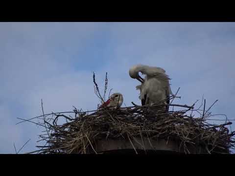 25.04.2023 Storchennester Waldkante, Altlandsberg, Wegendorf, Buchholz