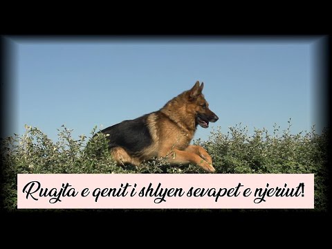 KUJDES! Ruajtja e qenit i shlyen sevapet e njeriut - Hoxhë Sadullah Bajrami