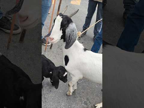 VOCÊ ENCONTRA ASSIM NA FEIRA DE ANIMAIS DE UMBUZEIRO PARAÍBA 29/08/2026