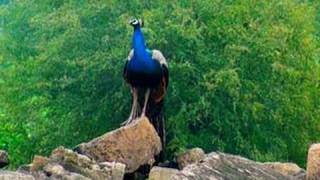 Peacock in Bateshwar