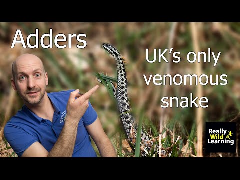 Venomous snakes in the UK - The Adder