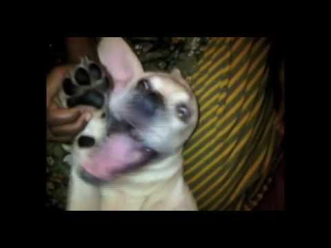 SREESHA - HAPPY BIRTHDAY