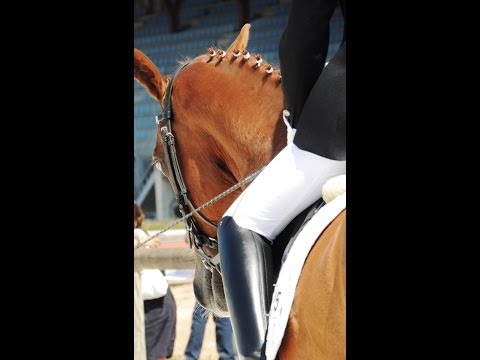 Barrika Horses & Ponys "donde te lleven tus sueños"