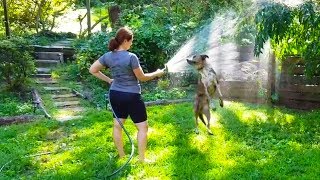 Watering The Dogs