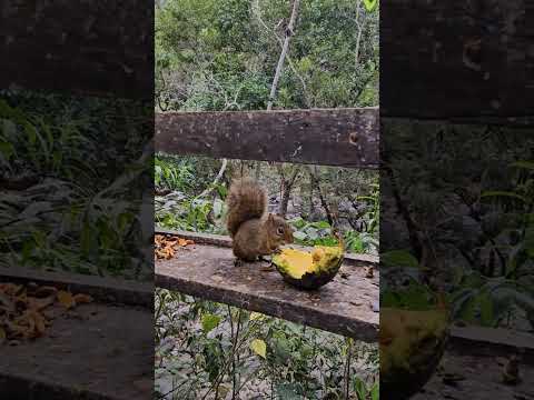 Rio Claro - São João do Príncipe - Iúna - Espírito Santo - Passeio da Rota 408 #cidadesdobrasil