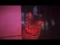 Stephen King S Cat S Eye