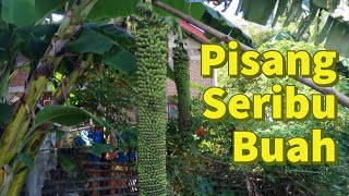 Melihat Pohon Pisang Di Aceh Yang Punya 1 000 Buah Kumparan Com