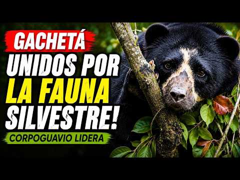 Preocupación por encuentros con fauna silvestre en Gachetá: CORPOGUAVIO busca soluciones | Guavio TV