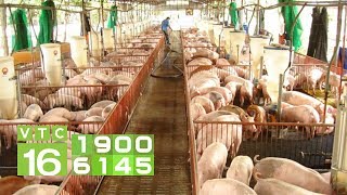 Khảo sát tình hình chăn nuôi lợn tại doanh nghiệp lớn ở Đồng Nai