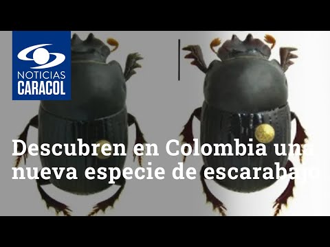 Aporte a la ciencia: descubren en Colombia una nueva especie de escarabajo