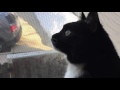 Arya The Tuxedo Cat Chirping At Birds