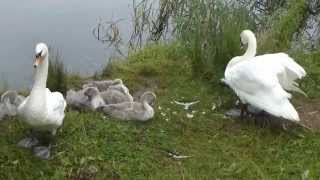 preview picture of video 'SWANS WITH 6 CYGNETS NEAR GODMANCHESTER'