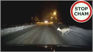 Zderzenie z sarną i kolizja z busem
