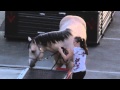 Ringling Brothers Circus Cruelty Circus Performer Punches Horse In Neck Repeatedly