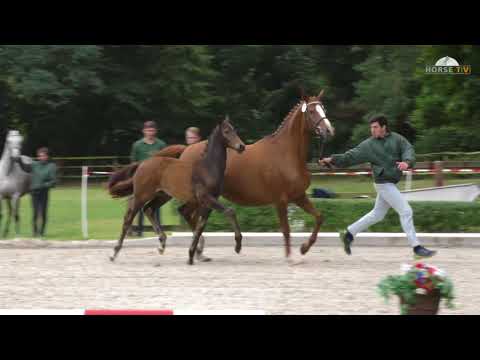 Hengstfohlen von Helium x Lauries Crusador xx x Caprimond