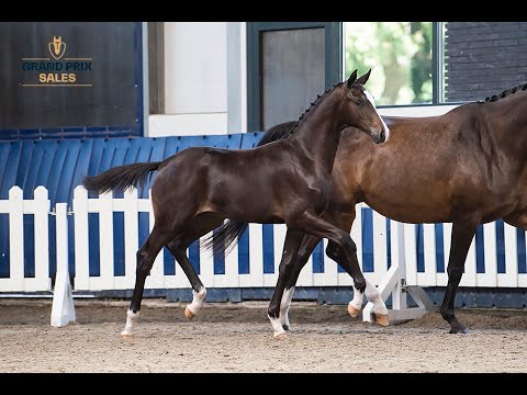 Valkyrie (Total McLaren x Negro) colt
