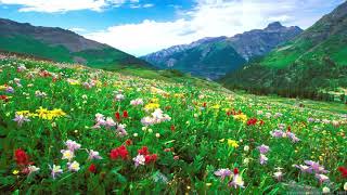 The Innocence Mission - Song From Holland