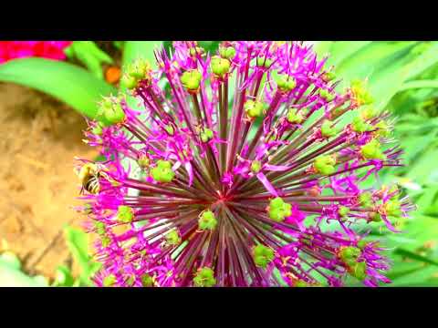 PAP25 - Kolupenyushka (videoclip)