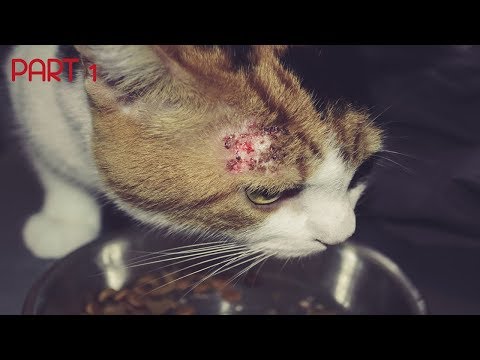 Skin Problems in Cats - How To Diagnose And Treat Bacterial Skin Infections In Cats | Skin issues |
