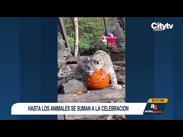 ¡Halloween también se celebra en el reino animal!