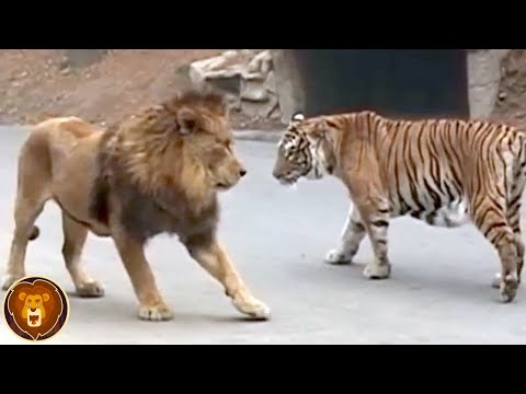 10 Tiere, die einen Löwen besiegen können