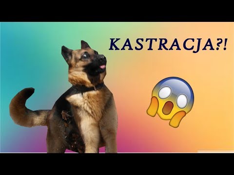 🐕 KASTRACJA I STERYLIZACJA PSA 🐕 wady, zalety i wszystko, co warto wiedzieć! |DOGOPORADY 👍👌|