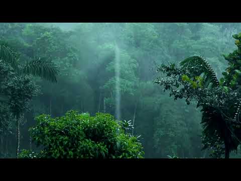 Rainforest Rain Sounds for Sleeping or Studying - White Noise Rainstorm 12 Hours