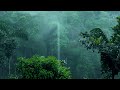 Rainforest Rain Sounds For Sleeping Or Studying White Noise Rainstorm 12 Hours