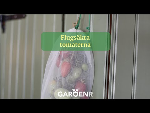 Flugsäkra tomaterna - Trädgårdshacks med GardenR