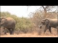 Elephants Of Mashatu Animal Planet Full Episode In Hindi Documentary In Hindi