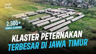 Download lagu Sukses Ternak Kambing & Domba Asal Australia, Omzet Tembus 500jt  Perbulan mp3