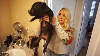 WE GOT A MINI PET PIG!!! (BAD IDEA)