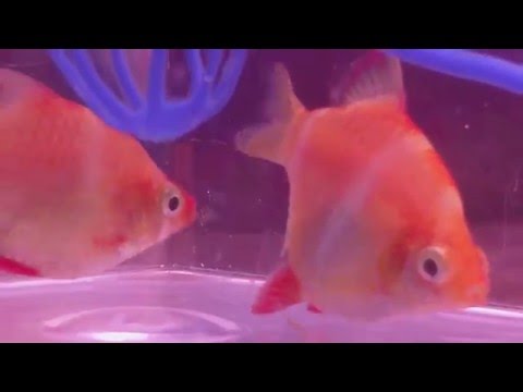 Watch Video on YouTube