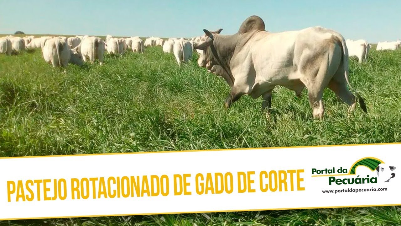 Pastejo rotacionado de Gado de corte