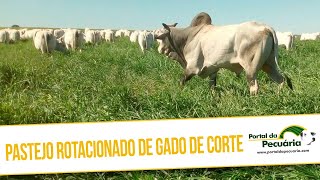 Pastejo rotacionado de Gado de corte
