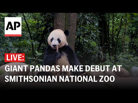LIVE: Giant Pandas Bao Li and Qing Bao make public debut at Smithsonian National Zoo