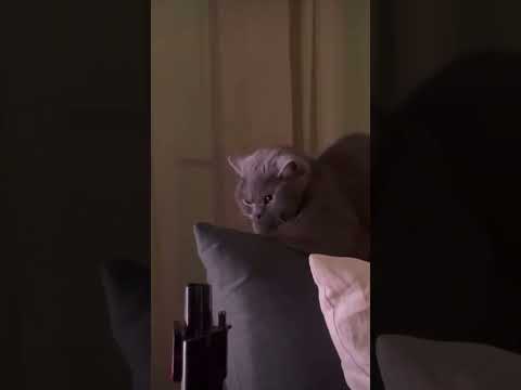 Debería irme a vivir al monte 😠