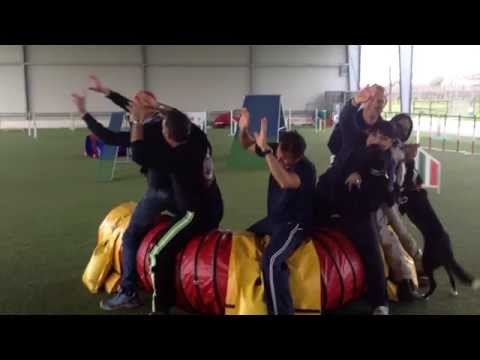 Happy Agility Dog - Cerchiamo te!